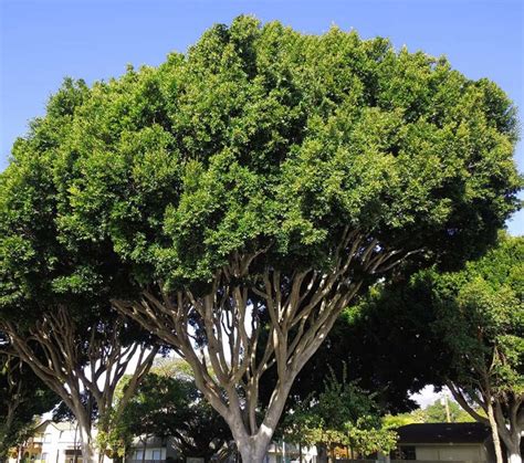 Indian laurel fig. Things To Know About Indian laurel fig. 